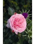 Роза флорибунда Мария Тереза цветы